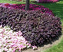 Dark Chocolate Coleus ,Pelleted seeds ! - Caribbean garden seed