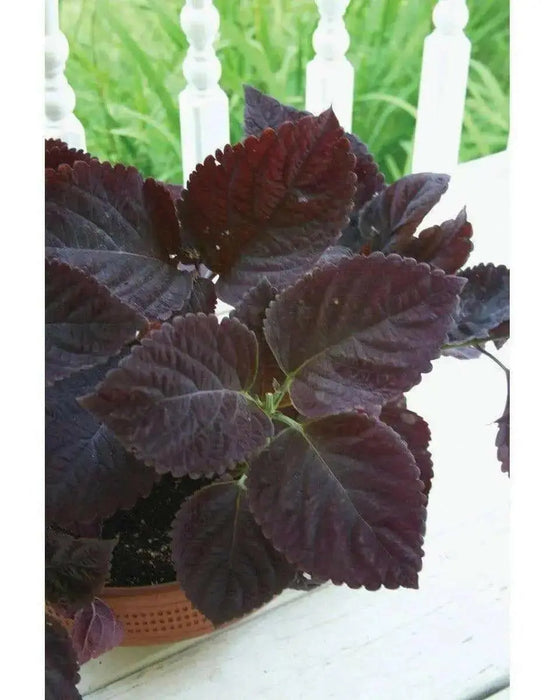 Dark Chocolate Coleus ,Pelleted seeds ! - Caribbean garden seed