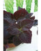 Dark Chocolate Coleus ,Pelleted seeds ! - Caribbean garden seed