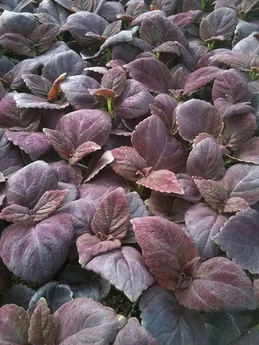 Dark Chocolate Coleus ,Pelleted seeds ! - Caribbean garden seed