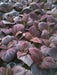 Dark Chocolate Coleus ,Pelleted seeds ! - Caribbean garden seed