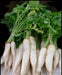 DAIKON Radish Seeds , Asian vegetable - Caribbean garden seed