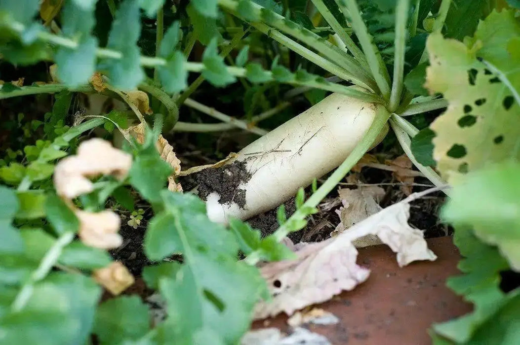 DAIKON Radish Seeds , Asian vegetable - Caribbean garden seed