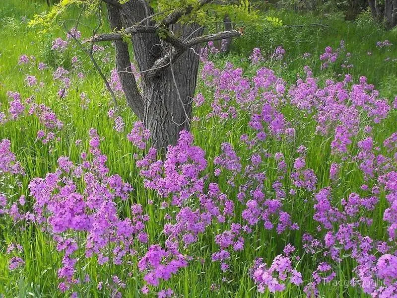 Dame's Rocket, Flowers Seeds (Hesperis Matronalis)  Sweet Rocket - Caribbean garden seed