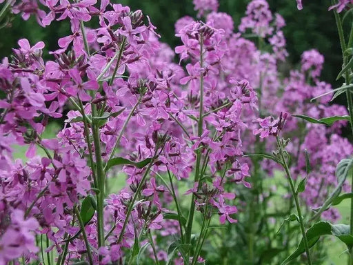 Dame's Rocket, Flowers Seeds (Hesperis Matronalis)  Sweet Rocket - Caribbean garden seed