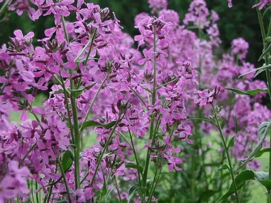 Dame's Rocket, Flowers Seeds (Hesperis Matronalis)  Sweet Rocket - Caribbean garden seed