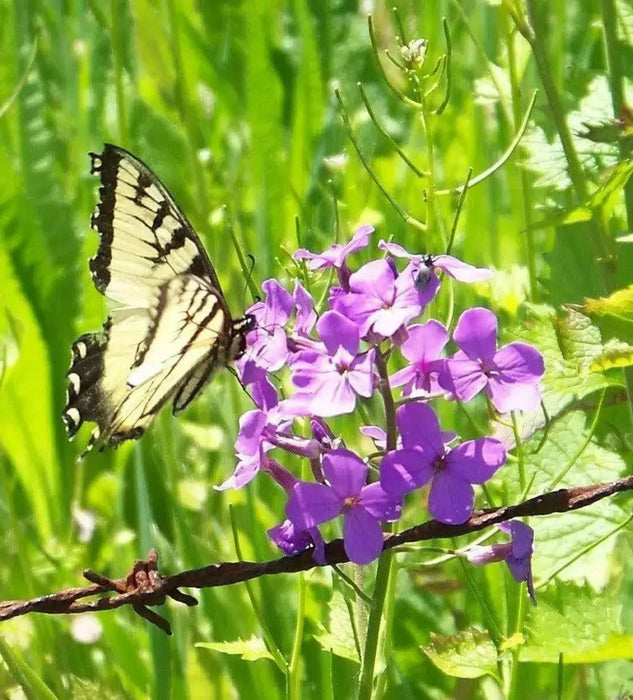 Dame's Rocket, Flowers Seeds (Hesperis Matronalis)  Sweet Rocket - Caribbean garden seed