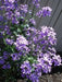 Dame's Rocket, Flowers Seeds (Hesperis Matronalis)  Sweet Rocket - Caribbean garden seed