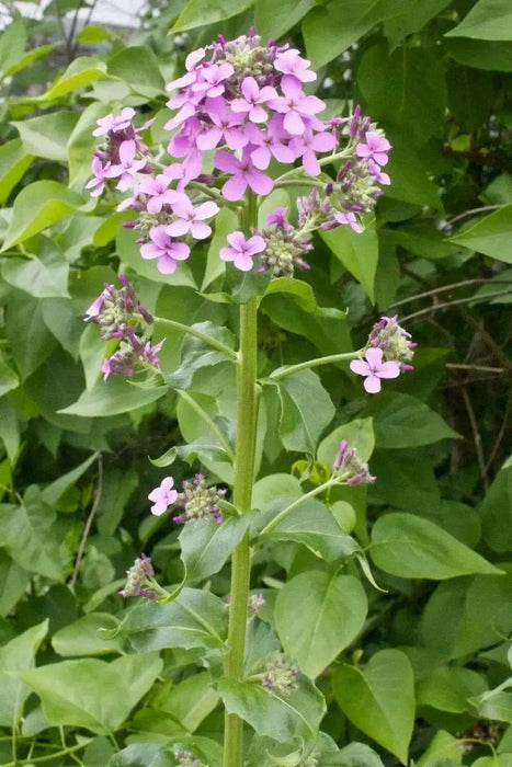 Dame's Rocket, Flowers Seeds (Hesperis Matronalis)  Sweet Rocket - Caribbean garden seed