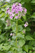 Dame's Rocket, Flowers Seeds (Hesperis Matronalis)  Sweet Rocket - Caribbean garden seed