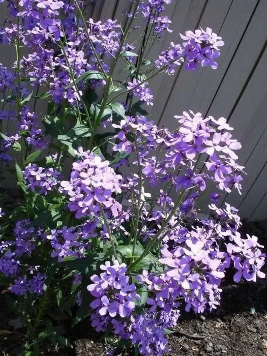 Dame's Rocket, Flowers Seeds (Hesperis Matronalis)  Sweet Rocket - Caribbean garden seed