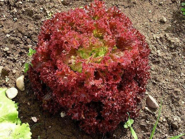 Dark Lollo Rossa Lettuce , VEGETABLE SEED - Caribbean garden seed