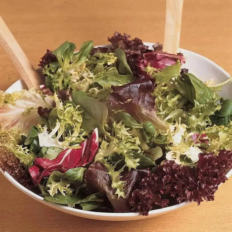 Dark Lollo Rossa Lettuce , VEGETABLE SEED - Caribbean garden seed