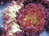 Dark Lollo Rossa Lettuce , VEGETABLE SEED - Caribbean garden seed