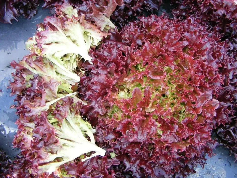 Dark Lollo Rossa Lettuce , VEGETABLE SEED - Caribbean garden seed