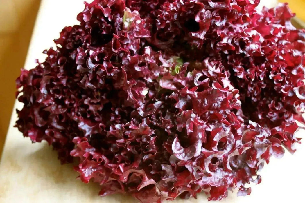 Dark Lollo Rossa Lettuce , VEGETABLE SEED - Caribbean garden seed