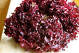 Dark Lollo Rossa Lettuce , VEGETABLE SEED - Caribbean garden seed