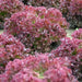 Dark Lollo Rossa Lettuce , VEGETABLE SEED - Caribbean garden seed