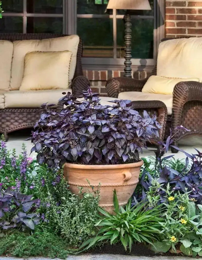 Dark Opal, Sweet Basil Seeds - organically Grown HERBS ! - Caribbean garden seed