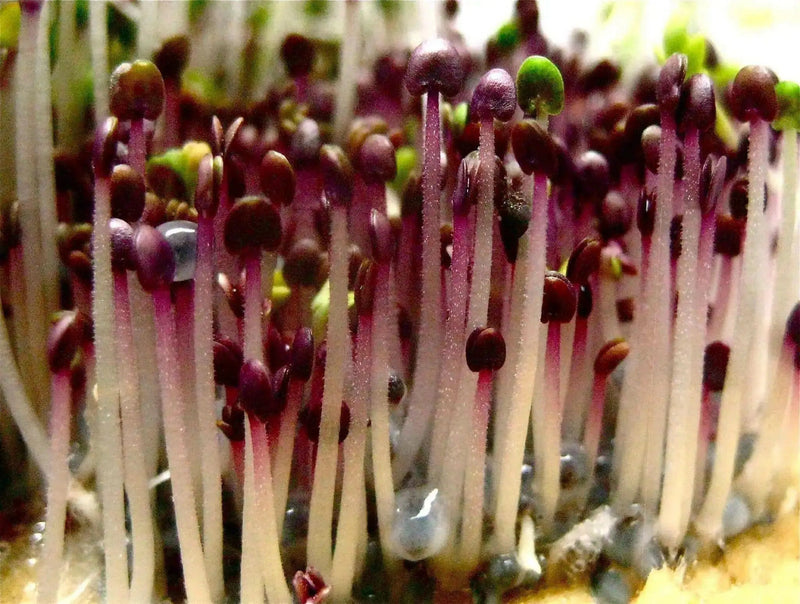 Dark Opal, Sweet Basil Seeds - organically Grown HERBS ! - Caribbean garden seed