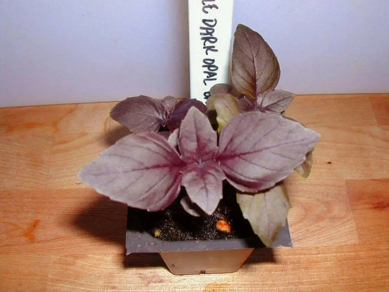 Dark Opal, Sweet Basil Seeds - organically Grown HERBS ! - Caribbean garden seed