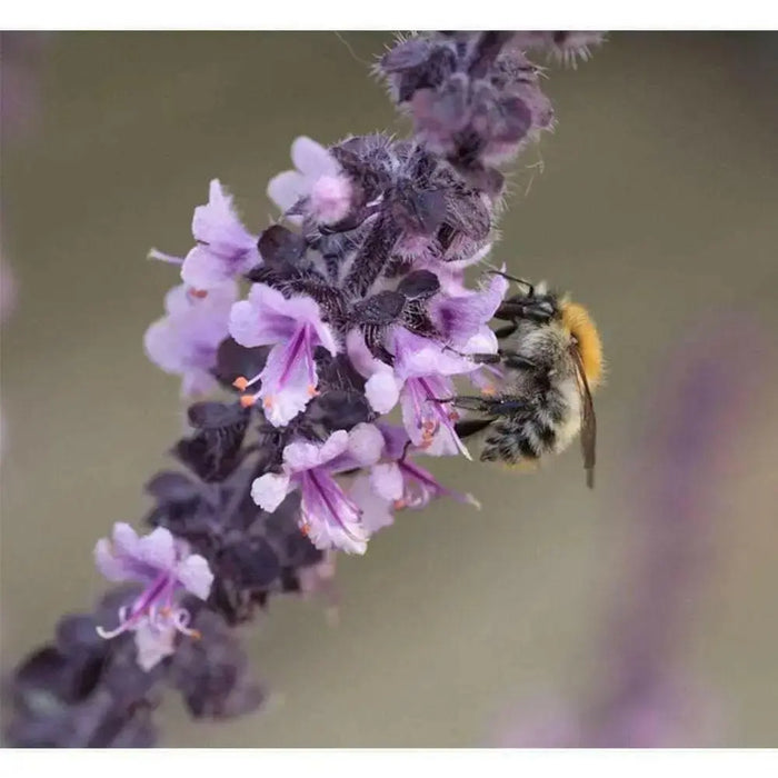 Dark Opal, Sweet Basil Seeds - organically Grown HERBS ! - Caribbean garden seed