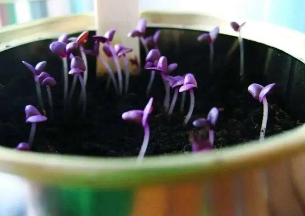 Dark Opal, Sweet Basil Seeds - organically Grown HERBS ! - Caribbean garden seed