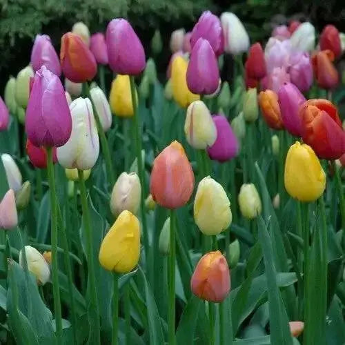 Darwin hybrid Tulip mix- BULBS, bloom spring - Caribbean garden seed