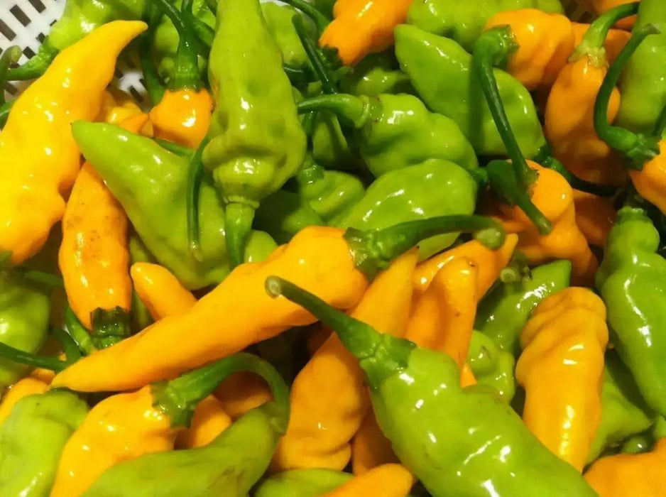 Datil Hot Pepper Seeds - Capsicum chinense, VERY HOT - Caribbean garden seed