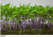 Dark Purple Mizuna ,Baby Leaf Mustard (Brassica juncea) Essential salad mix ingredient. Asian Vegetable - Caribbean garden seed