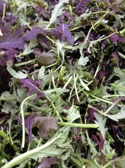 Dark Purple Mizuna ,Baby Leaf Mustard (Brassica juncea) Essential salad mix ingredient. Asian Vegetable - Caribbean garden seed