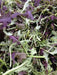 Dark Purple Mizuna ,Baby Leaf Mustard (Brassica juncea) Essential salad mix ingredient. Asian Vegetable - Caribbean garden seed