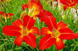 Daylily CHRISMAS TIME, BAREROOT PERENNIAL - Caribbean garden seed