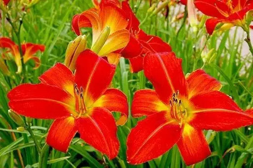 Daylily CHRISMAS TIME, BAREROOT PERENNIAL - Caribbean garden seed