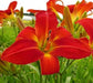 Daylily CHRISMAS TIME, BAREROOT PERENNIAL - Caribbean garden seed