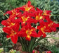 Daylily CHRISMAS TIME, BAREROOT PERENNIAL - Caribbean garden seed