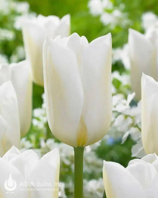 Darwin Hybrid tulip “Wedding Dress” Single Late - Caribbean garden seed
