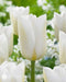 Darwin Hybrid tulip “Wedding Dress” Single Late - Caribbean garden seed