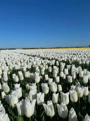 Darwin Hybrid tulip “Wedding Dress” Single Late - Caribbean garden seed