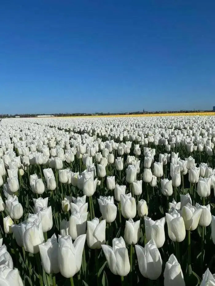 Darwin Hybrid tulip “Wedding Dress” Single Late - Caribbean garden seed