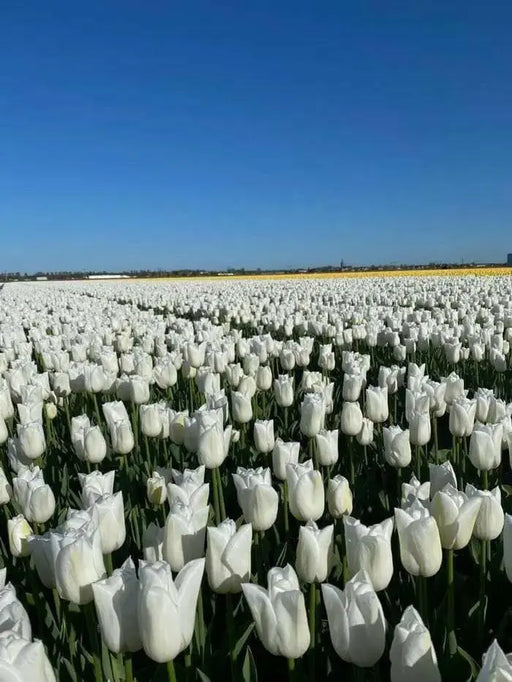 Darwin Hybrid tulip “Wedding Dress” Single Late - Caribbean garden seed