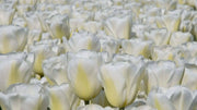Darwin Hybrid tulip “Wedding Dress” Single Late - Caribbean garden seed