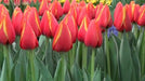 Darwin Hybrid 'World's Favorite' Tulip bulbs, - Caribbean garden seed