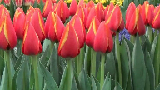 Darwin Hybrid 'World's Favorite' Tulip bulbs, - Caribbean garden seed