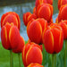 Darwin Hybrid 'World's Favorite' Tulip bulbs, - Caribbean garden seed