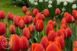 Darwin Hybrid 'World's Favorite' Tulip bulbs, - Caribbean garden seed