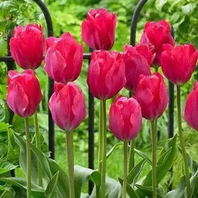 Darwin hybrid tulip BULBS, LADY Van Eyk’ ,FALL LANTING - Caribbean garden seed