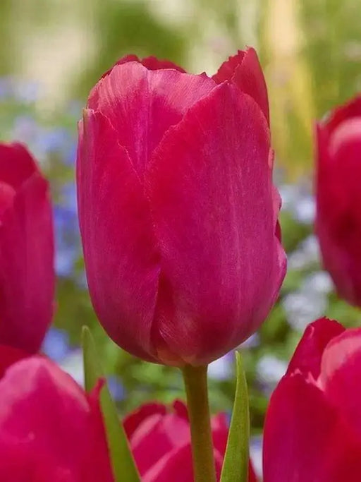Darwin hybrid tulip BULBS, LADY Van Eyk’ ,FALL LANTING - Caribbean garden seed
