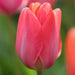 Darwin hybrid tulip BULBS, LADY Van Eyk’ ,FALL LANTING - Caribbean garden seed
