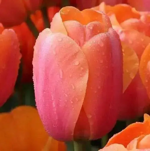 Darwin hybrid tulip "apricot impression" (Bulbs),12/+cm - Caribbean garden seed